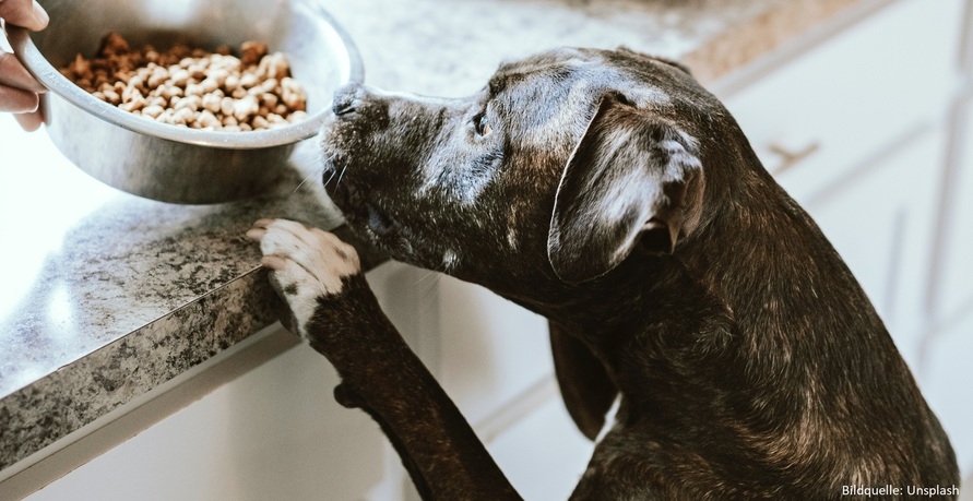 Nachhaltiges Hundefutter – Umweltschonende & ausgewogene Ernährung fürs Haustier