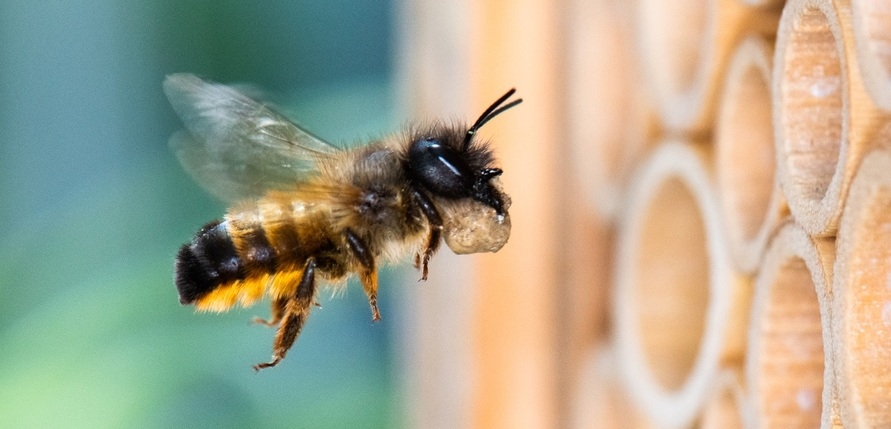 Warum Wildbienen so wichtig sind und wie du zu ihrem Schutz beiträgst