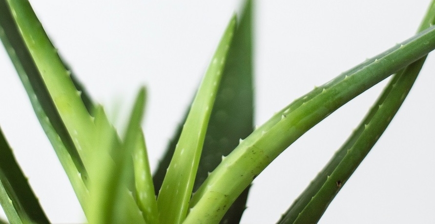 Aloe Vera – eine vielseitige und nährstoffreiche Pflanze