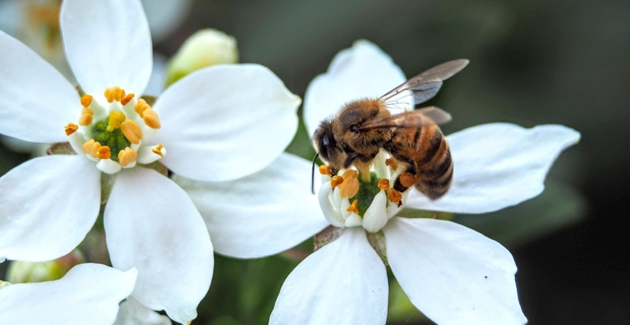 Gärtnern für Wildbienen – die wichtigsten Fragen und Antworten