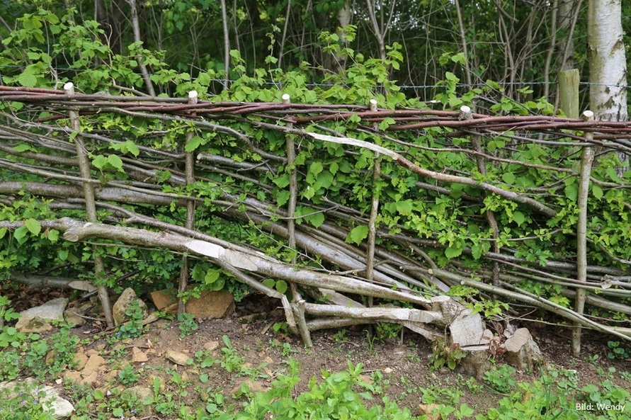 eine Hecke mit Pflanzen und Holz