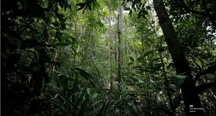Bäume und Sträucher des Regenwalds