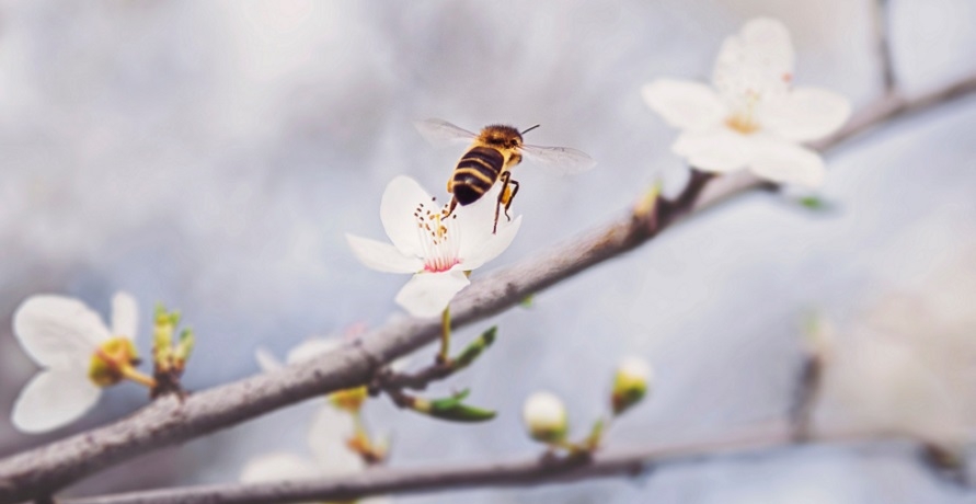 Naturkosmetik auf Basis von Bienenwachs – die wichtigsten Fragen und Antworten