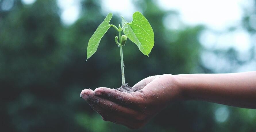 Nachhaltige Geschenkideen für Pflanzenfans – die wichtigsten Fragen und Antworten