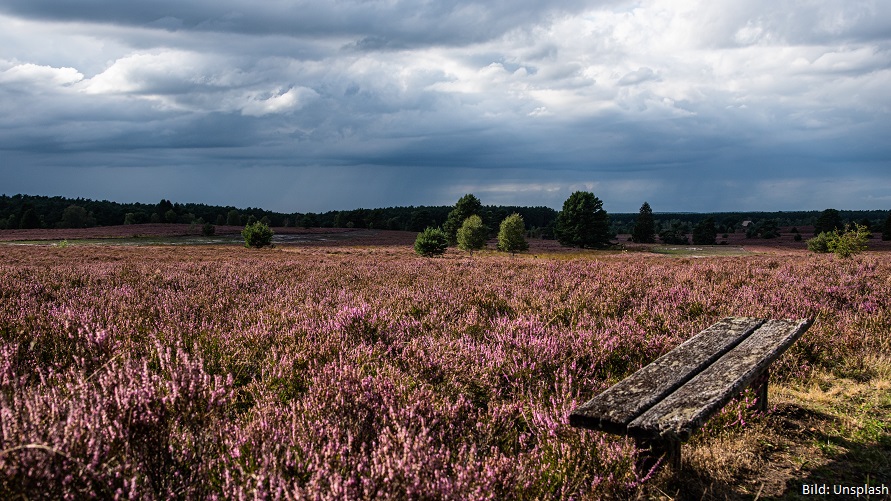 Lüneburger Heide mit lilafarbenen Pflanzen
