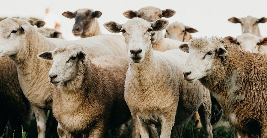 Ökologische Strickwolle und glückliche Tiere – Schoppel Wolle im Interview