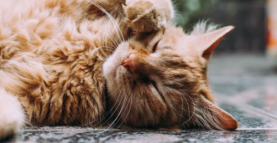 Bio-Katzenfutter im praktischen Portionsbeutel - nachgefragt bei Yarrah