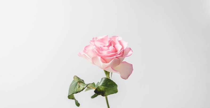 Rosige Aussichten – Rose Office über bio-zertifiziertes Rosenöl und Co.