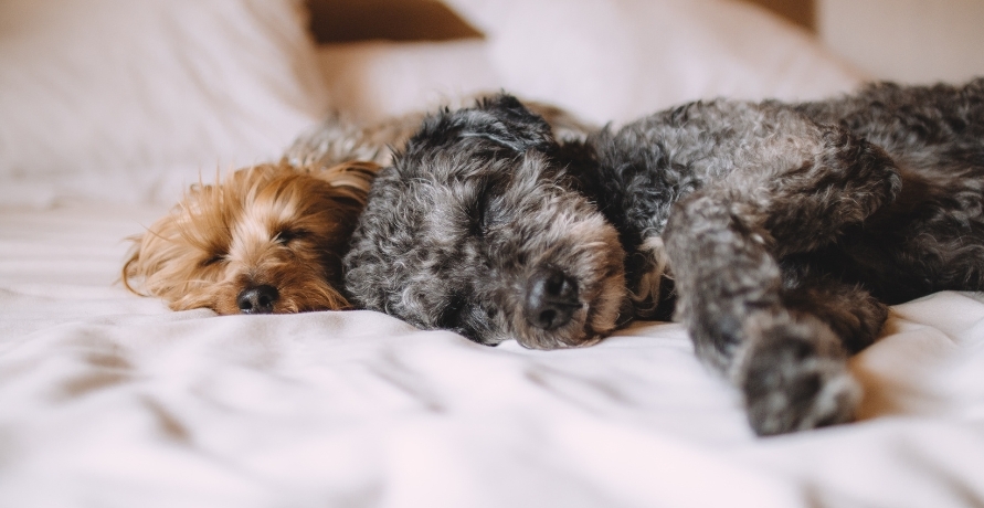 Mit Hanf schläft auch dein Hund gut ein – Hundebetten von CHILL THE DOG®