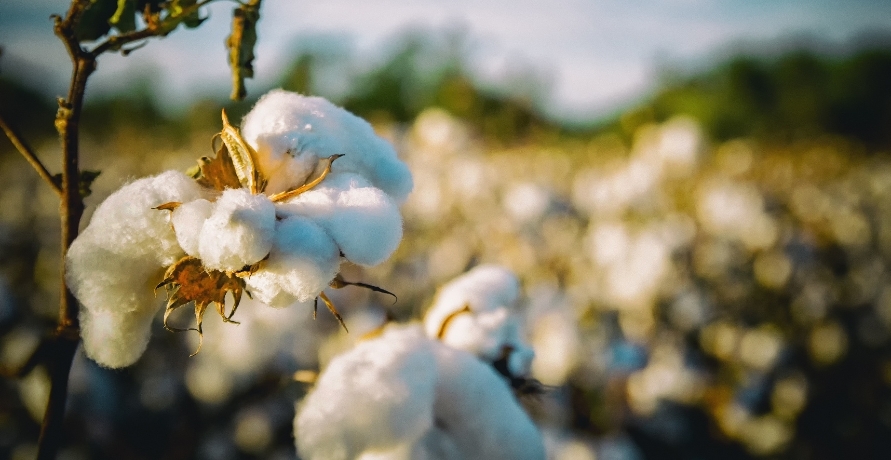 Stil fürs Gewissen – nachhaltige Textilien aus Bio-Baumwolle von COTONEA