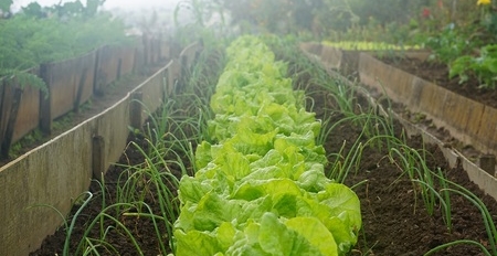 Ökologischer Gemüseanbau im eigenen Gewächshaus mit WAMA