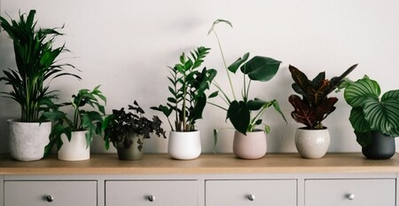 Das Zuhause mit Zimmerpflanzen schnell und unkompliziert in eine grüne Oase verwandeln